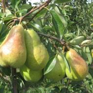 Саджанець Груша Абат Фетель